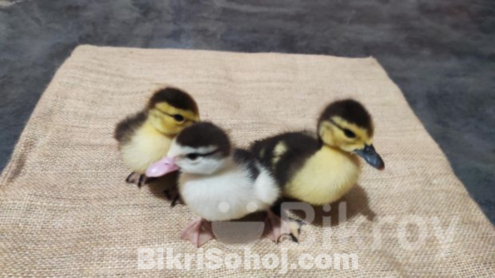 চিনা হাসের বাচ্চা